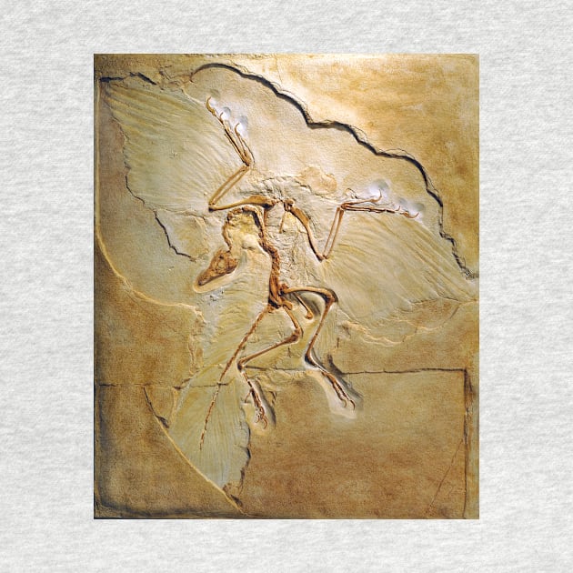 Archaeopteryx fossil, Berlin specimen (C010/2628) by SciencePhoto